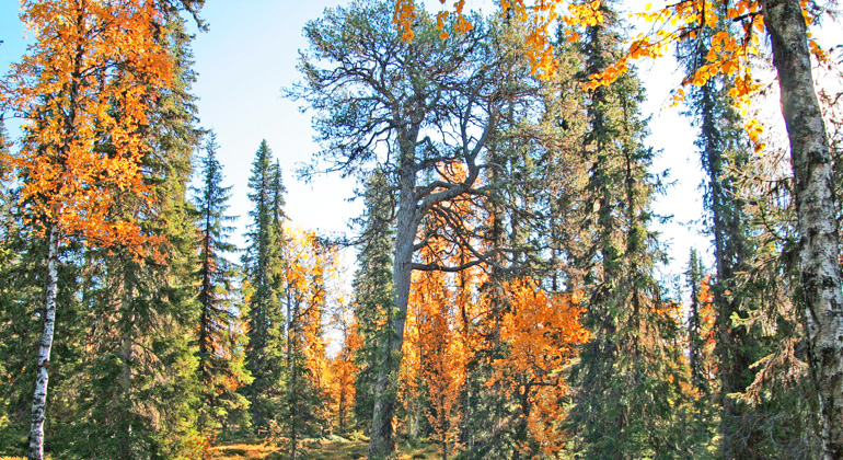 Bilden visar gammal skog med en flera hundra år gammal tall i centrum, gamla smala granar och björkar med sprakande höstfärger.