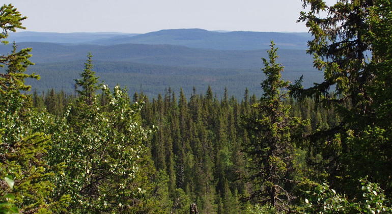 Bilden
visar utsikt över ett barrskogslandskap. I förgrunden solbelysta granar och
björkar. I bakgrunden blånande barrskogskullar och disig himmel.