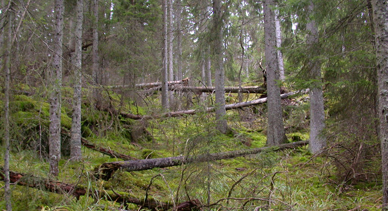 På bilden ser man en sluttning med gles granskog och där det ligger flera döda granar. Foto Fredrik Wilde.