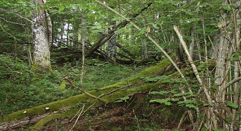 Lövskog med en blandning av grova träd och tunna hasselkvistar. I förgrunden en liggande stam täckt av mossa.
