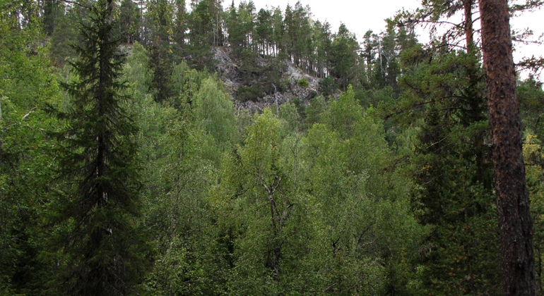 Lövskog i förgrunden och en bergbrant i bakgrunden
