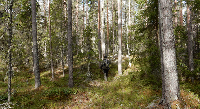 Skogslandskap. Foto.