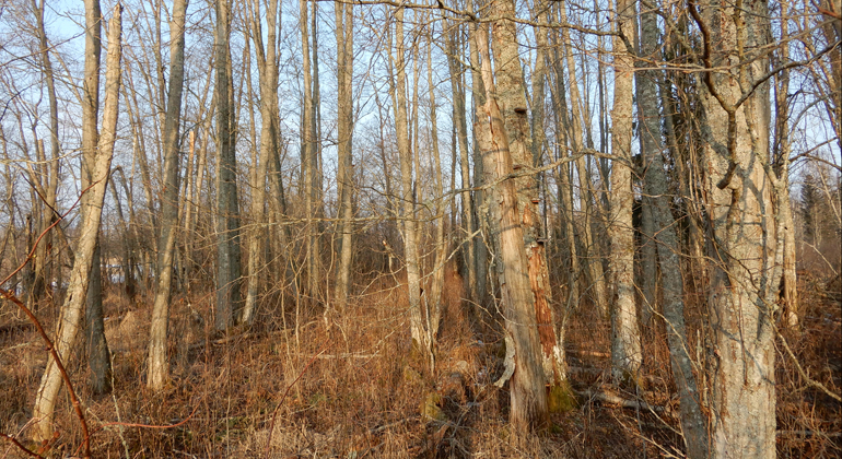 En höstbild där man ser träd som tappat sina löv. Solen skiner på stammarna och man kan se att en del träd är gamla eftersom de har skadade stammar och det växer tickor på dem. Till vänster anas ett vattendrag. Foto Jan Rees.