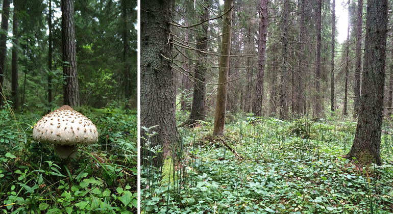 Svamp och skog i naturreservatet Granliden