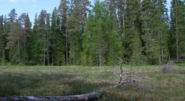 Fallen torraka av tall på myr i Börningsberget. Foto: Länsstyrelsen Gävleborg 