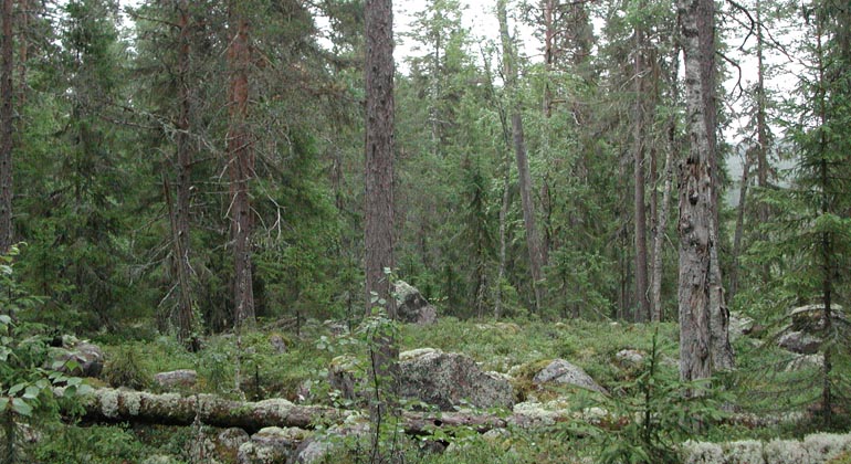 Granskog med död ved i Burseskogen. Foto: Länsstyrelsen Gävleborg