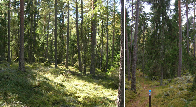Skog och stig i naturreservatet Fäbodmossen