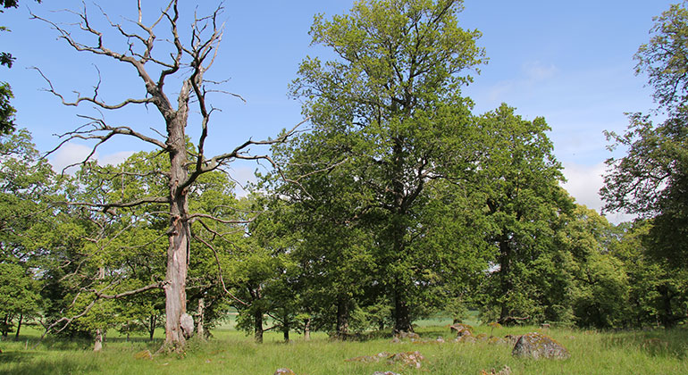 Grönskande betesmark med träd varav ett av träden är dött och kalt.