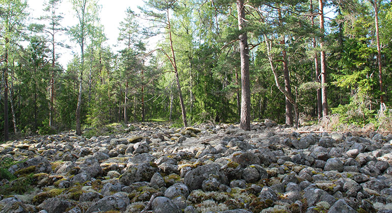 Många runda stenar ligger på marken med skog bakom.