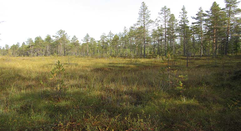 Långtjärnsmyran i Gärdes naturreservat. Foto: Länsstyrelsen Gävleborg
