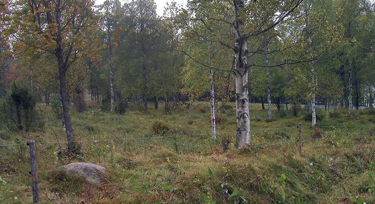Betesmark, glest bevuxen med lövträd