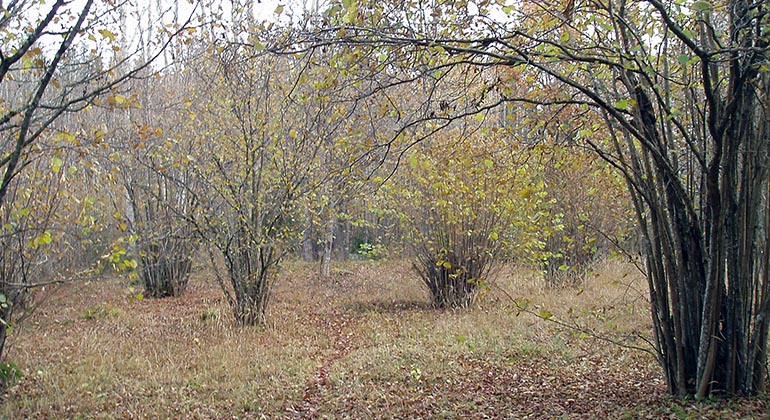 Hasselbuskar i höstgult landskap