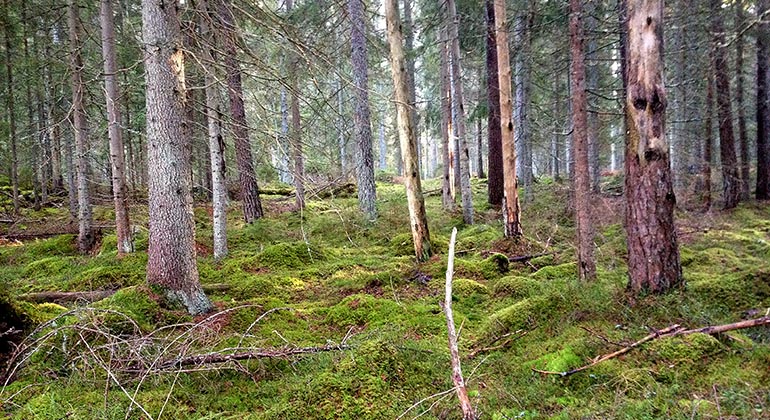 Skog med mossklädd mark och flera döda, stående träd bland granarna