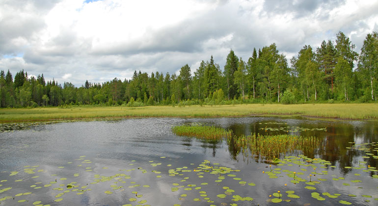 En sjö i skogen