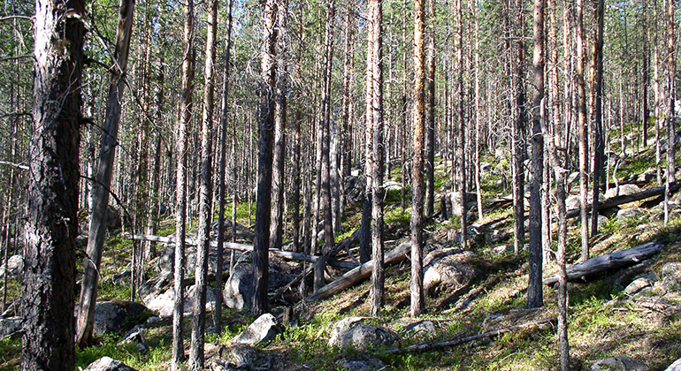 Stavatallskog på blockig mark