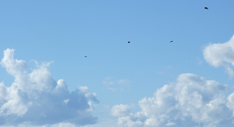 Fåglar mot blå himmel