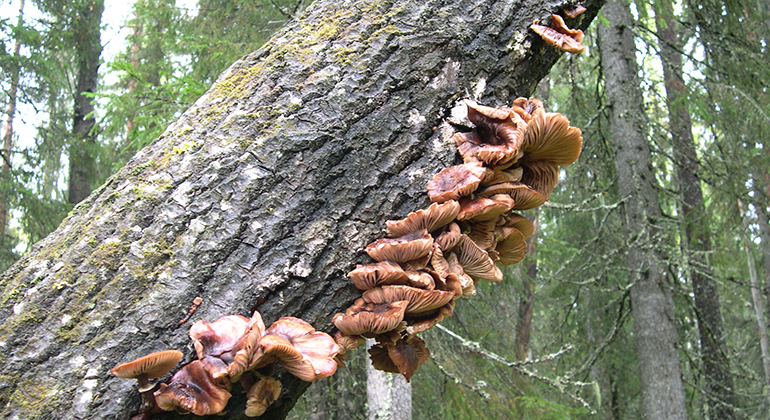 Närbild på svampar som växer på trädstam.