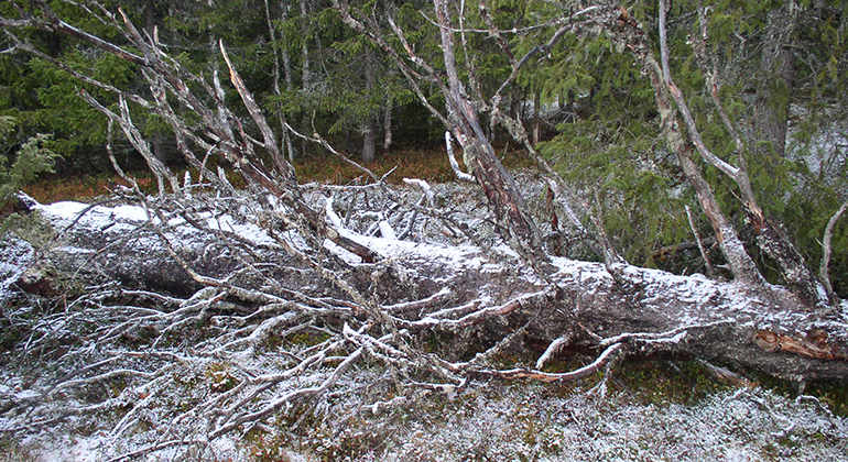 Dött träd med lite snö på