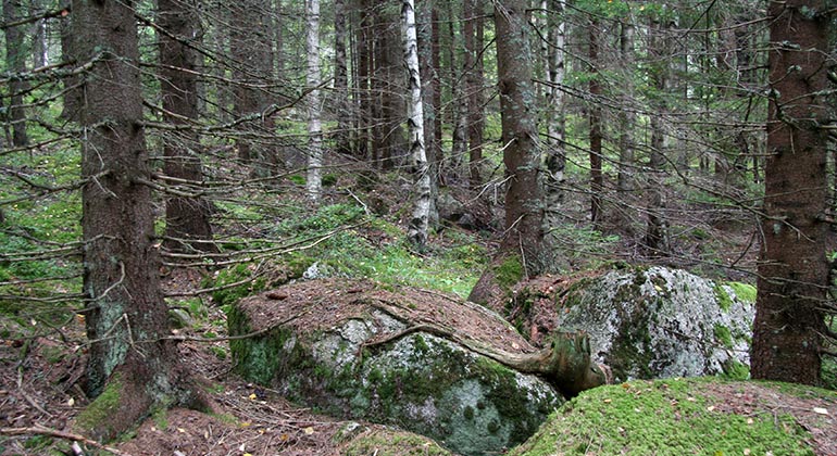 Stora stenar bland granar och björkar