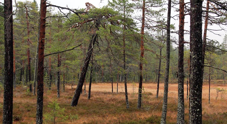 I Rotsjön finns våtmarker runt myrsjön Lilla Rotsjöögat. Foto: Länsstyrelsen Gävleborg