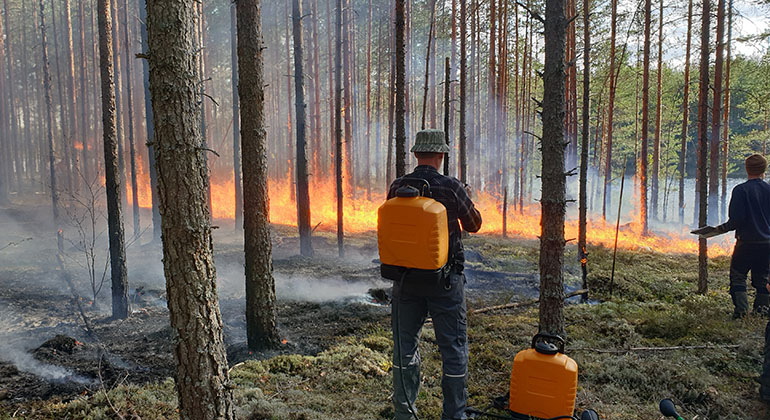 Eld i en gles, vacker tallskog. Skogsvårdsbrännare med vattendunk på ryggen bevakar flammorna på lite avstånd. 