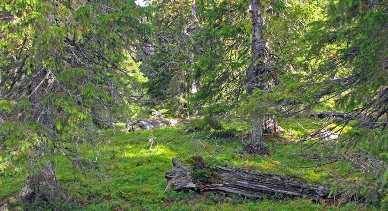 Bilden visar granskogen i reservatet och en gammal död liggande gran där många arter trivs. Foto: Länsstyrelsen Norrbotten