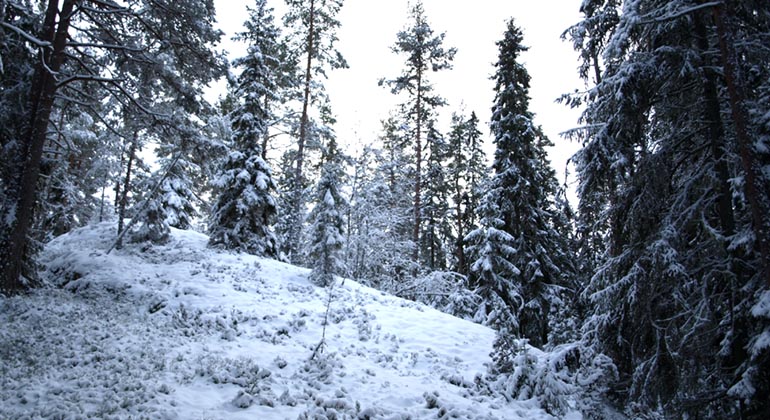 Sluttande glänta omgiven av barrskog i snöskrud