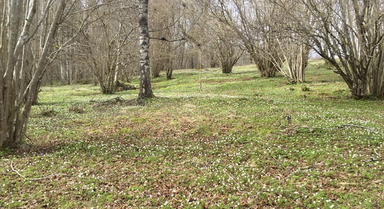 Öppen mark med hasselsnår innan lövsprickning