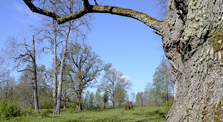 Öppen gräsmark bland stora träd