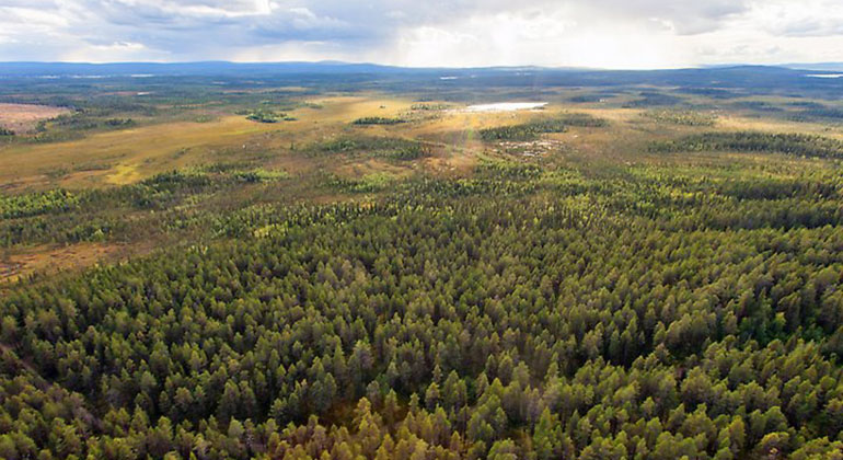 Bilden är tagen från en helikopter och visar en flygbild över skogar och våtmarker.