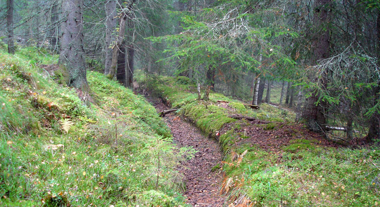 Skog med ett dike från tidigare gruvverksamheten i området.