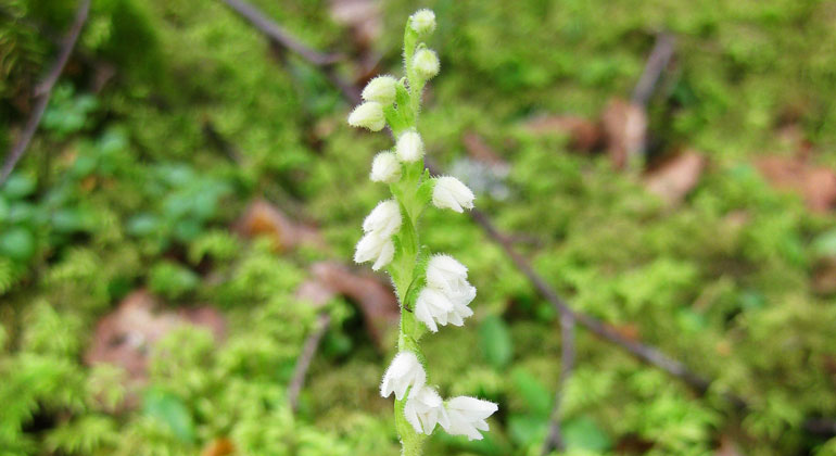 Närbild på ax med små vita, lite ludna blommor