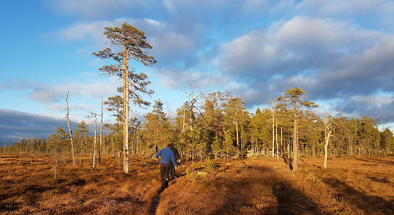 Björnåns naturreservat. Två män vandrar på myrmark vid skogsglänta med rygg mot kamera. Foto.