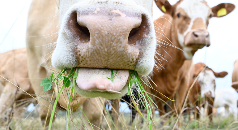 Ko med gräs i munnen