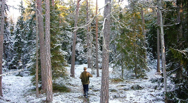 En man går bland höga tallar i Åttesta naturreservat. Ett tunt lager av snö täcker mark och träd. Foto: Länsstyrelsen