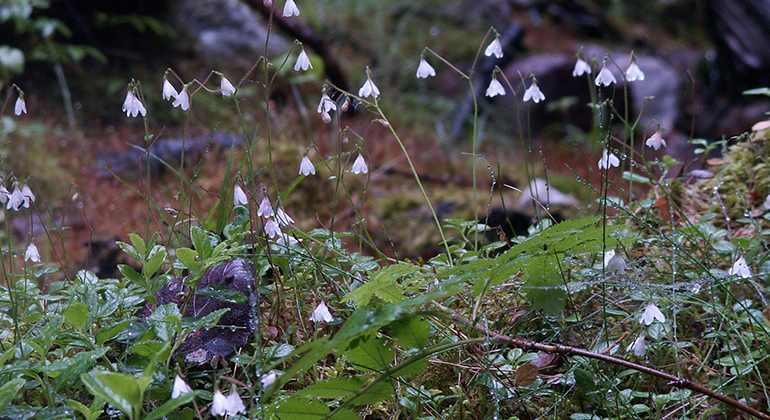 Skira Linnéa-blommor i Vallensjö naturreservat. Foto Länsstyrelsen