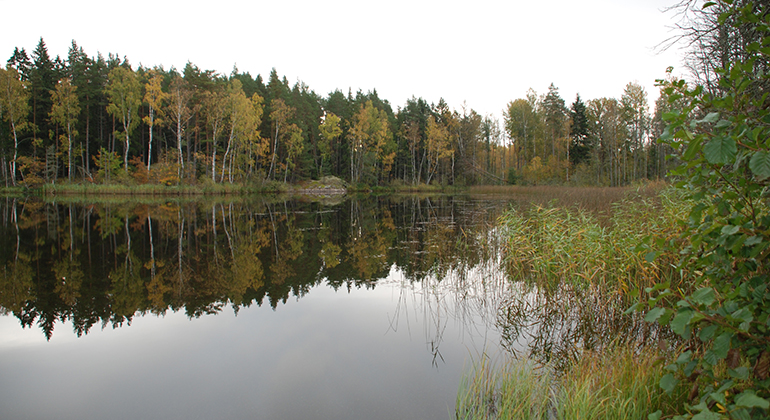 Blandskog i tidiga höstfärger speglar sig i en stilla sjö. Vackstaskogens naturreservat. Foto: Länsstyrelsen