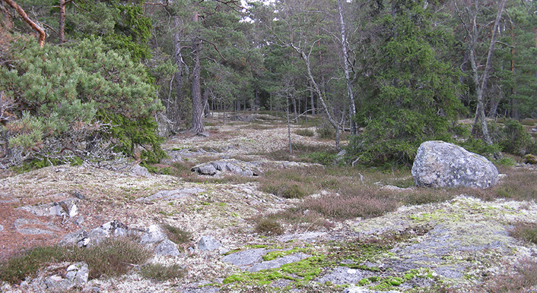 En öppning i barrskogen där berghällar är klädda med lavar och  mossa. Skogstorps naturreservat. Foto: Länsstyrelsen