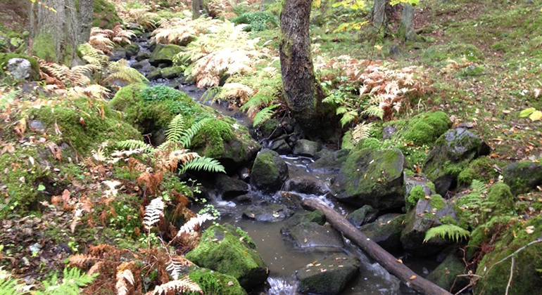 En smal bäckfåra kantad av mossgröna stenar och ormbunkar. Brinkbäckens naturreservat. Foto: Länsstyrelsen