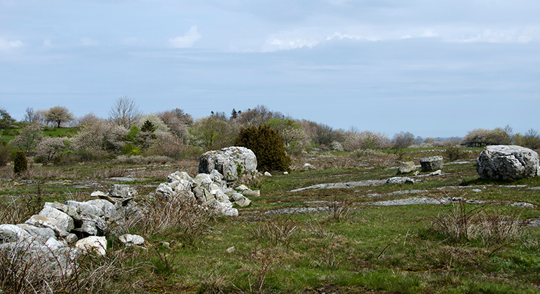 Stenmur och stenblock i betesmarken. Foto: Maria Sandell