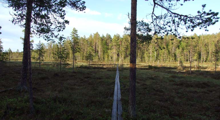 En spång ligger utlagd över en norrländsk myr, det är en del av en vandringsled.