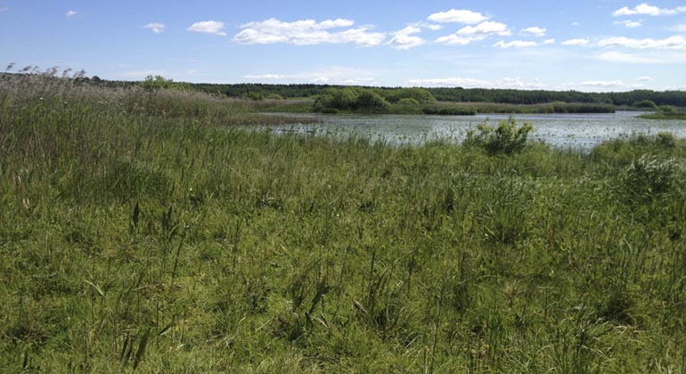 Grönskande våtmark med öppet vatten i bakgrunden