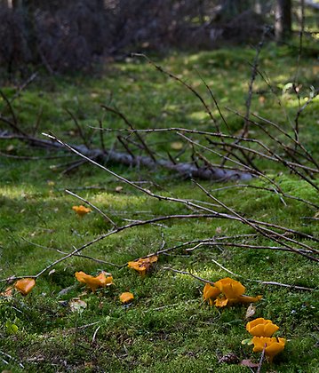 Ljusbruna svampar som växer på marken i skogen.