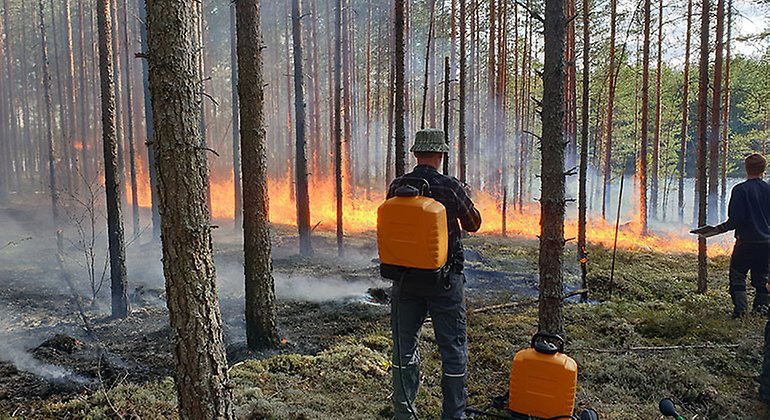 Nu planerar vi bränning i Kynnefjäll och Kroppefjäll – för att skogen ska må bra