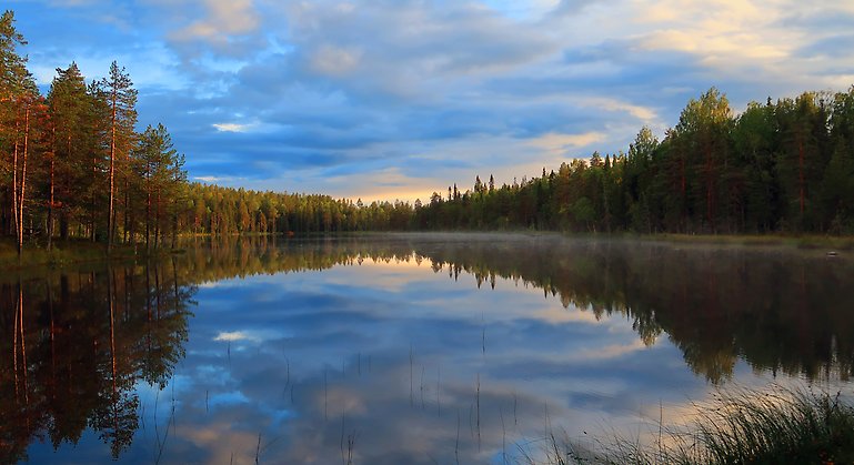 Bilden visar den lilla sjön Honkanenjärvi i skymning omgiven av gammelskog.