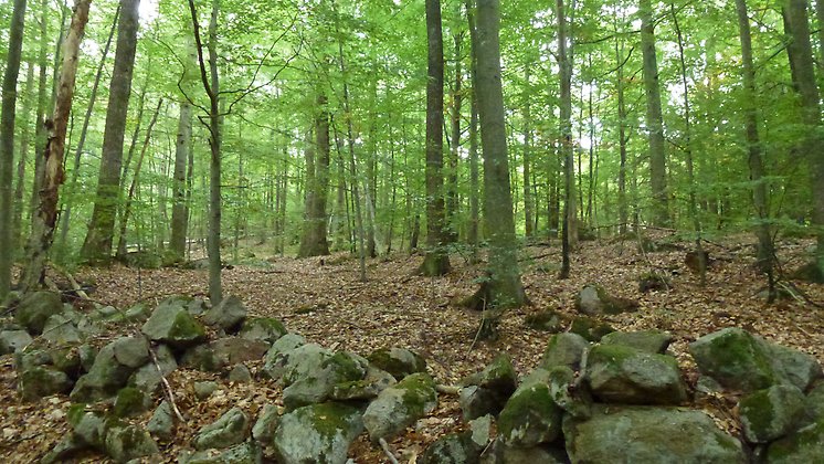 Grön bokskog med stenmur i förgrunden
