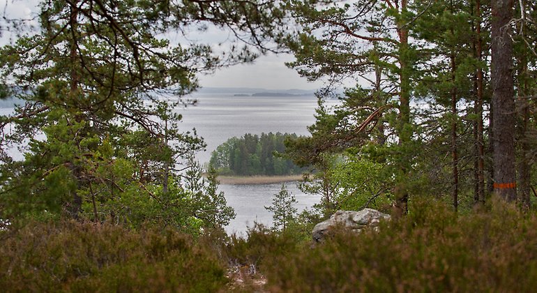 Älgåfjorden
(norra delen av Glafsfjorden) Foto: Mikael Solebris.