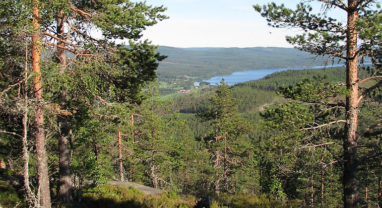 Milsvid utsikt från Järvsöklackens topp. Foto: Länsstyrelsen Gävleborg