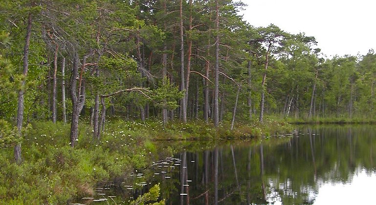 Stilla skogssjö omgiven av tallskog och myrliknande marker. Svartsjöns naturreservat. Foto: Länsstyrelsen