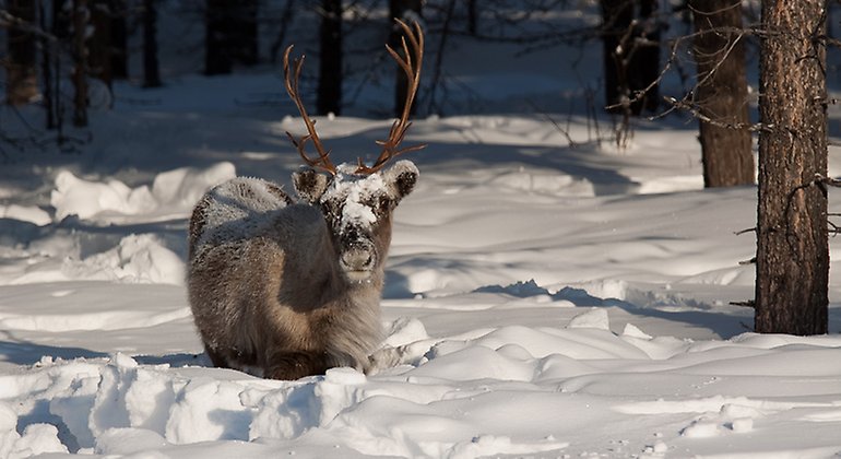 Bilden visar en ren som ligger i snön bland barrträden. Foto: Jan-Erik Nilsson.